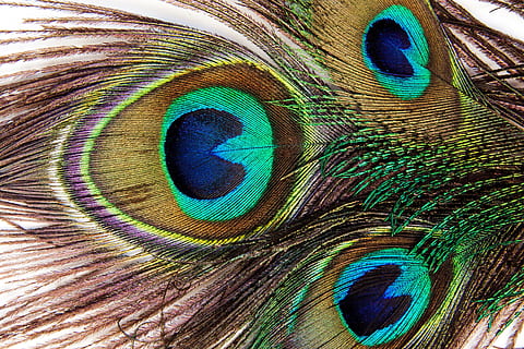 brown, blue, and green peacock feather, brown teal, blue peafowl HD wallpaper