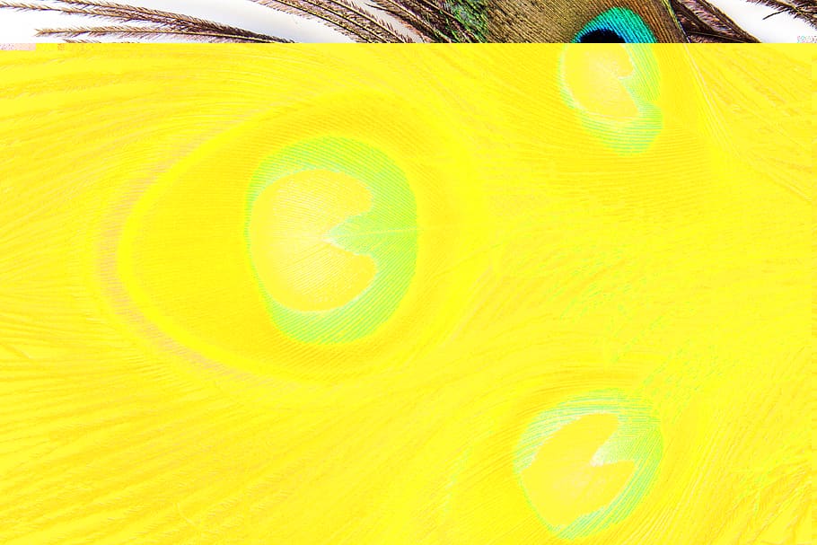 brown, blue, and green peacock feather, brown teal, blue peafowl HD wallpaper