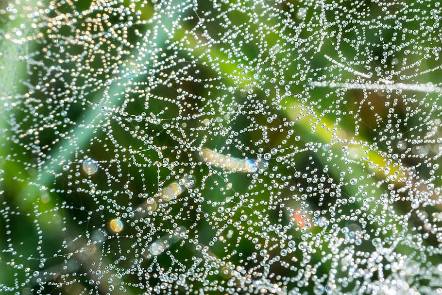 cobweb, drip, dew, dewdrop, spectrum, refraction, reflexes HD wallpaper