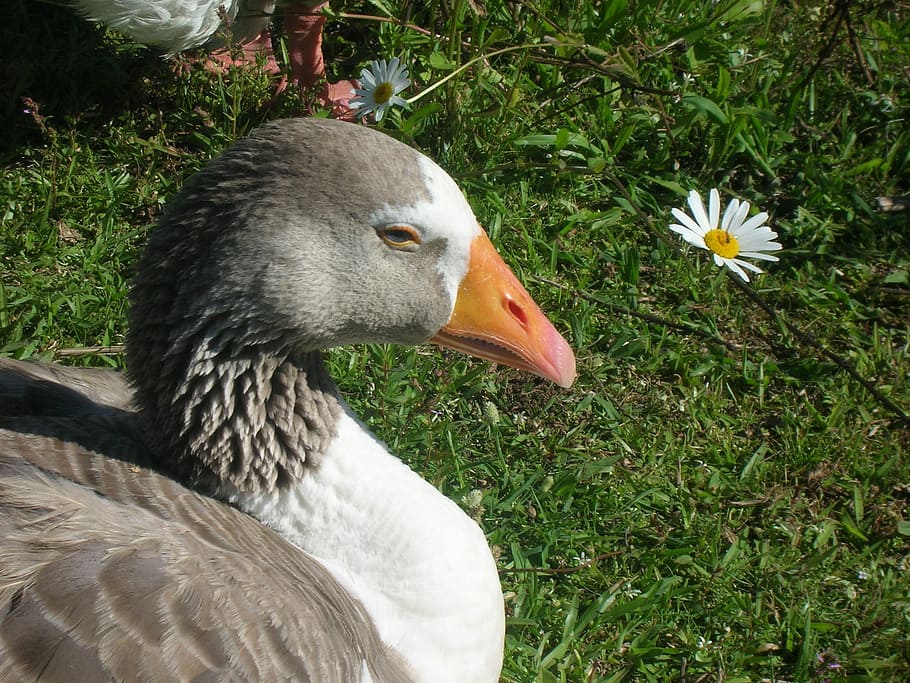 Duck, Nature, Grass, bird, beak, animals in the wild, animal themes HD wallpaper