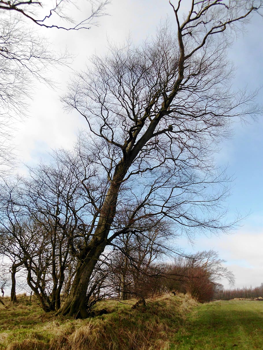 autumn, large tree, scotland, plant, sky, bare tree, tranquility HD wallpaper