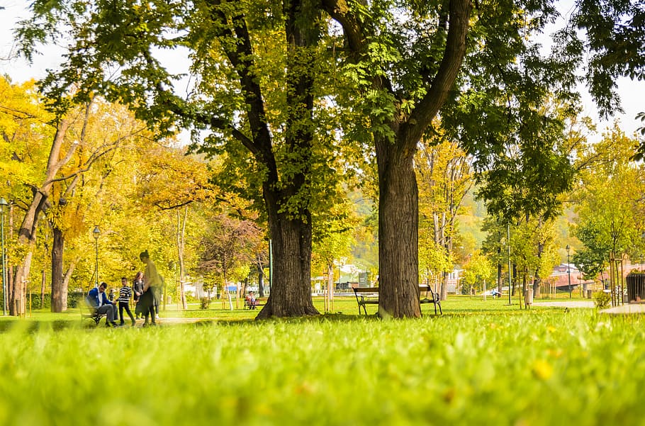 park, woman standing near tree, grass, bench, family, plant, women HD wallpaper