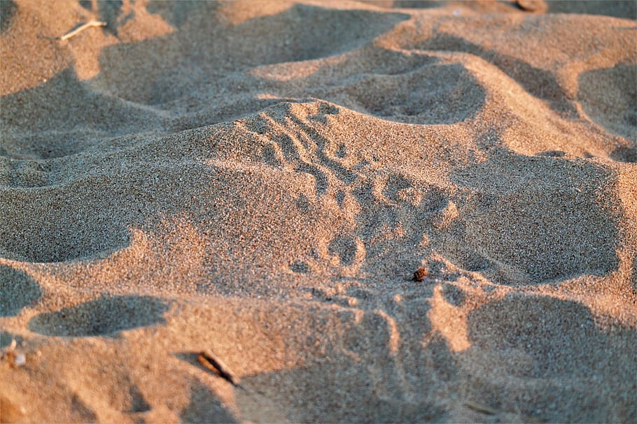 trace, sand, beach, animal, nature, sandy, land, day, no people HD wallpaper