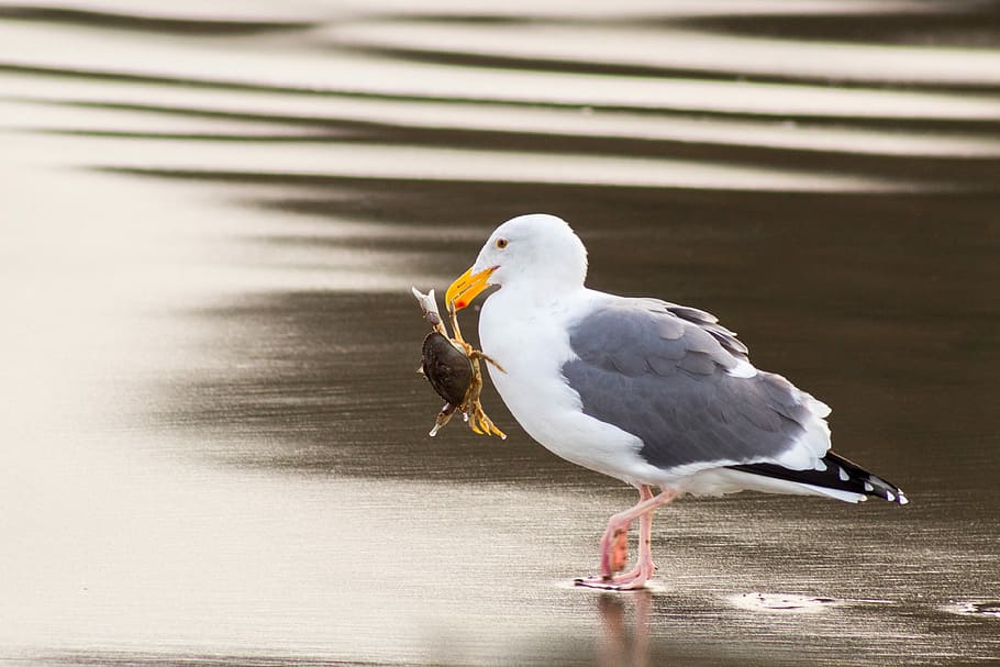seagull carrying crab using its beak, adult gull biting crab while standing on shore HD wallpaper