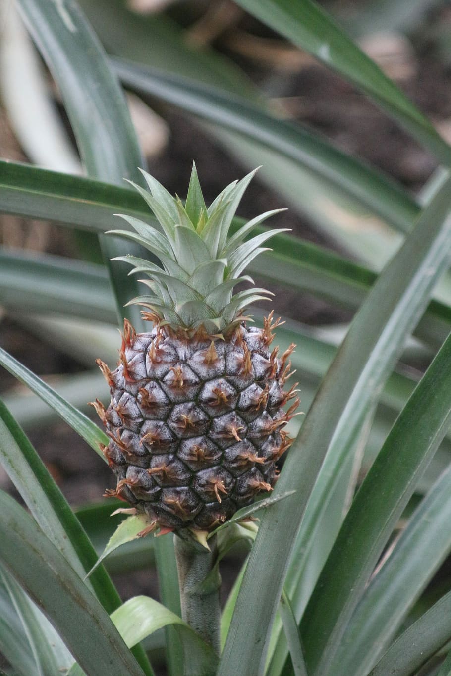 pineapple, plant, nature, leaf, fruit, tropical, food, tropical fruit HD wallpaper