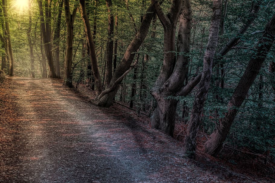 forest trees wallpaper, forest path, nature, landscape, mood HD wallpaper