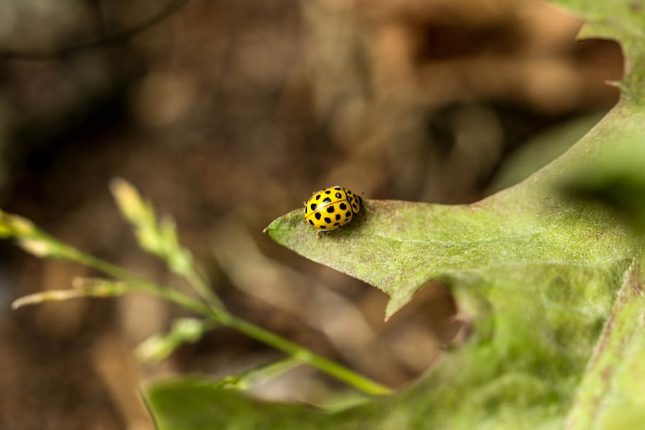 Bug, Insect, Leaf, Macro, Nature, Yellow, one animal, animal themes HD wallpaper