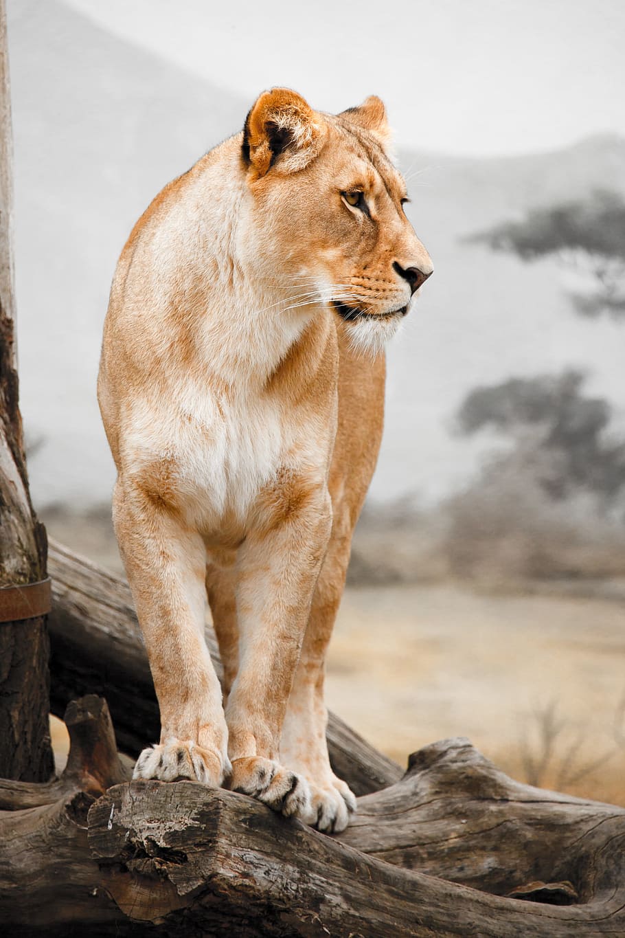 shallow focus photo of lioness on tree branch during daytime