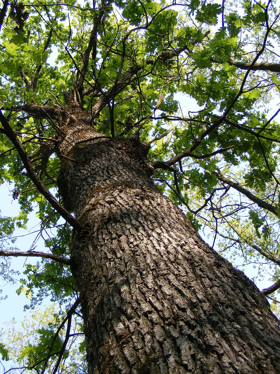 bark, forest, green, oak, tree, trunk, woods, nature, plant HD wallpaper