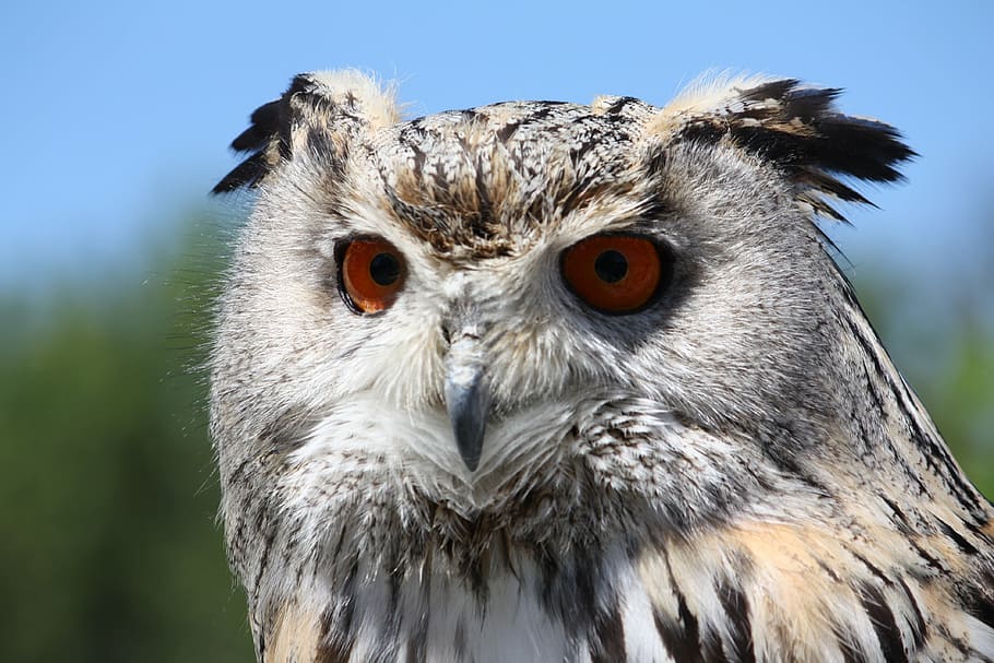 eagle owl, bird, wildlife, looking at camera, portrait, animal wildlife HD wallpaper
