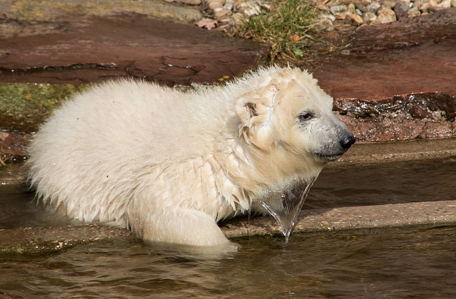white bear in body of water, spring, polar bear, young animal, HD wallpaper