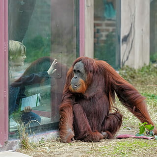 orangutan, monkey, primate, ape, wildlife, animal, sumatran HD wallpaper