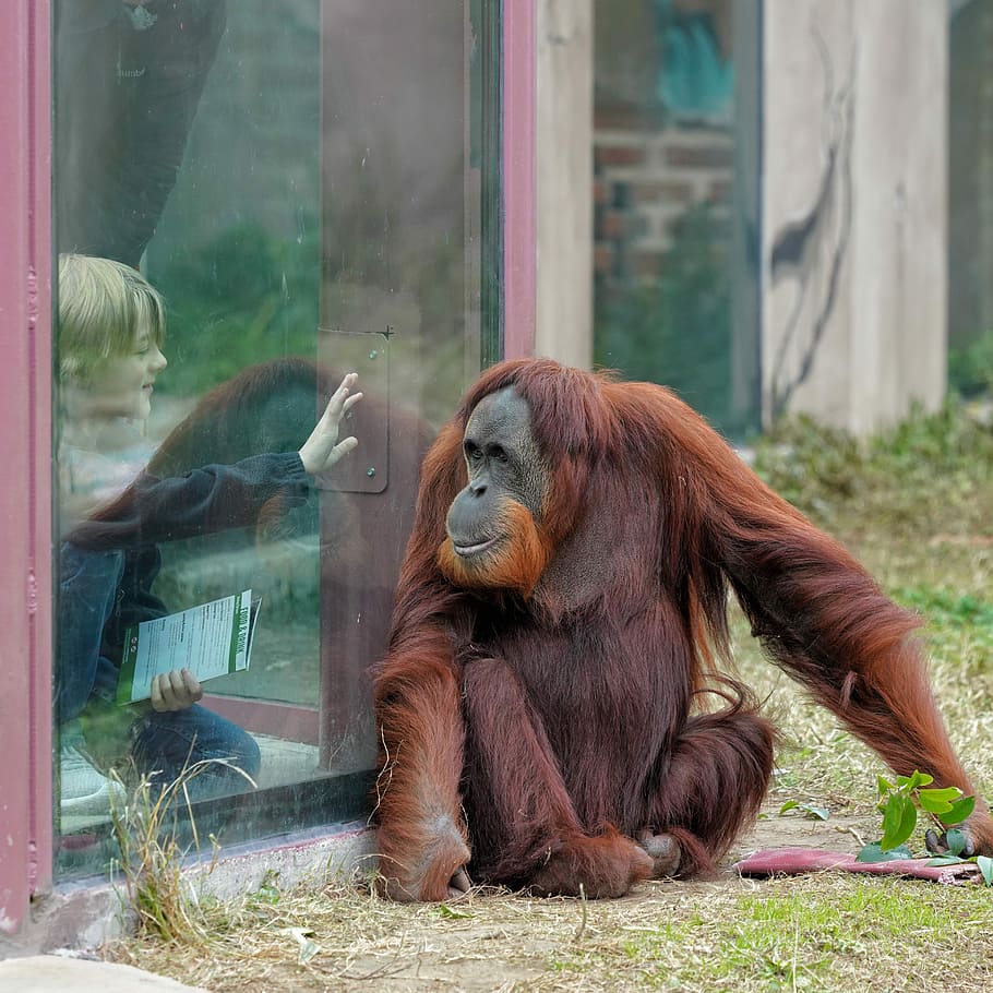 orangutan, monkey, primate, ape, wildlife, animal, sumatran HD wallpaper
