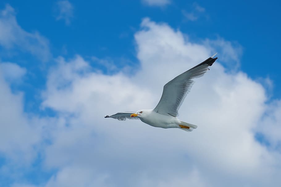 Seagull, Bird, Wing, Nature, blue, clouds, animal, sky, landscape HD wallpaper