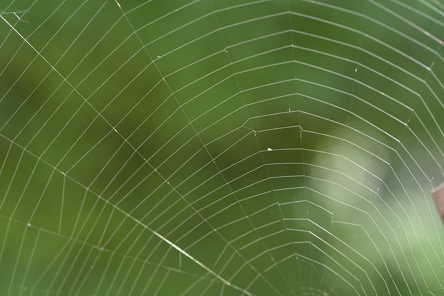 network, cobweb, spider, spider web, fragility, close-up, no people HD wallpaper
