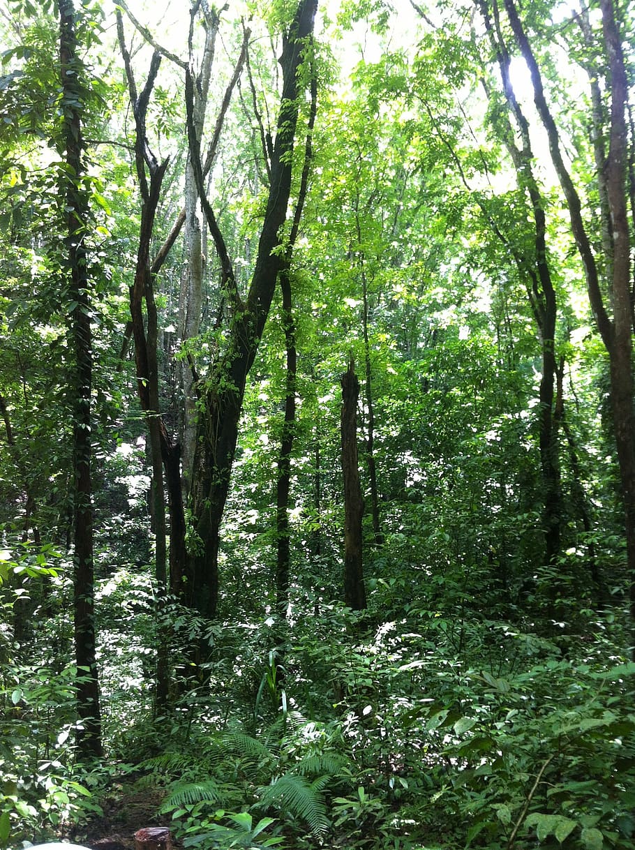 forest, natural, leaf, nature, tree, woodland, outdoors, green Color HD wallpaper