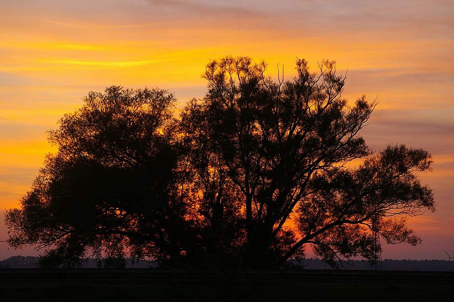 sunset, evening, clouds, sky, silhouette, landscape, dusk, tree, HD wallpaper