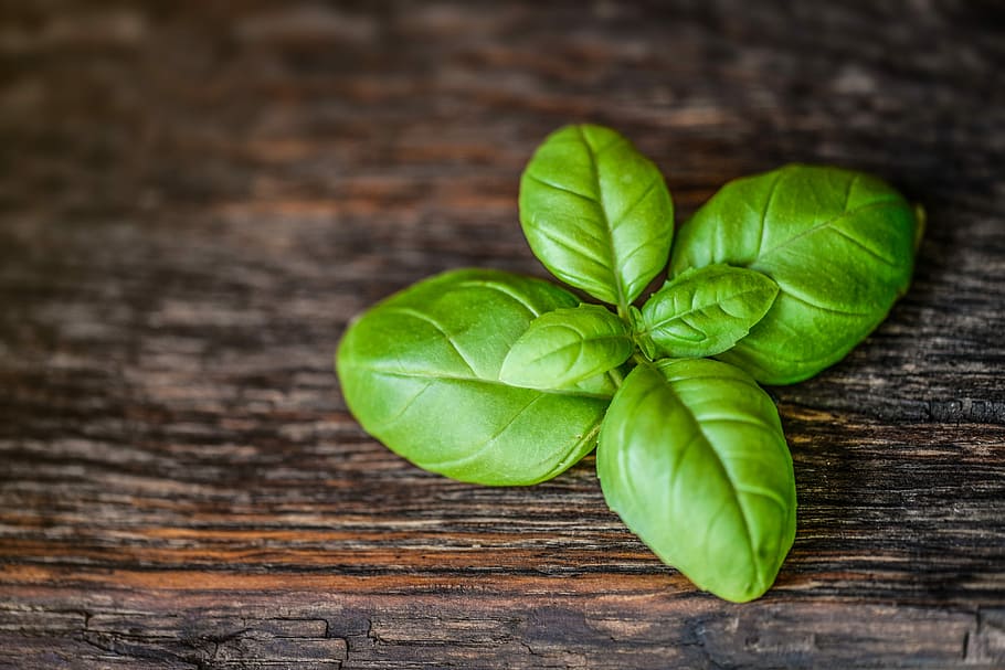 green plant leaf on wooden surface, basil, herb, food, fresh HD wallpaper