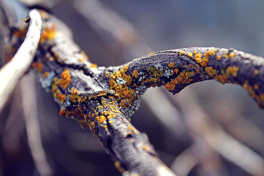 shallow focus photography of black trunk, macro photography of yellow and orange moss on tree HD wallpaper