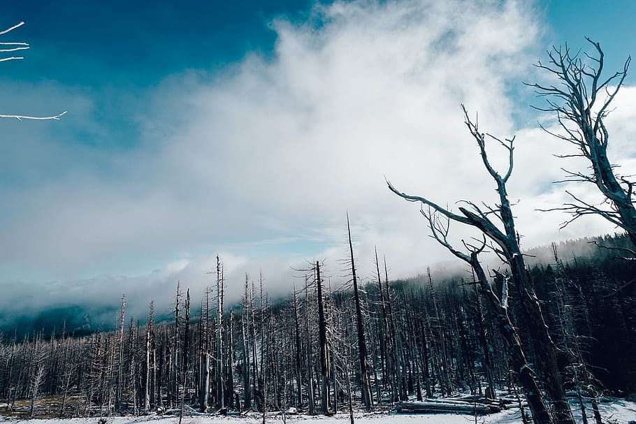 landscape photography black and brown trees, bare, surrounding HD wallpaper