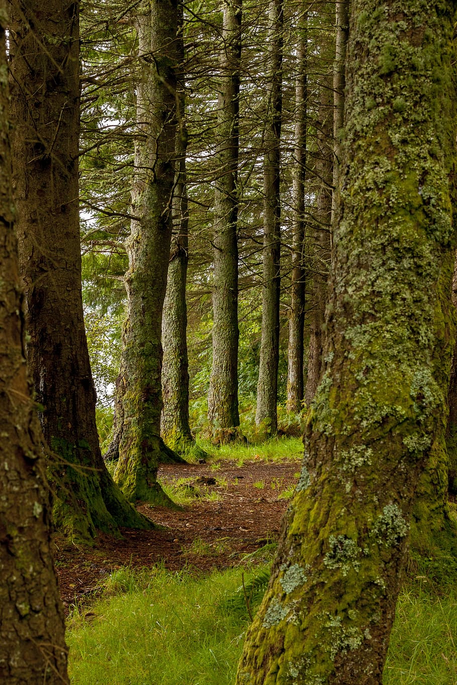 tree, trees, nature, green, branch, leaf, forest, environment HD wallpaper