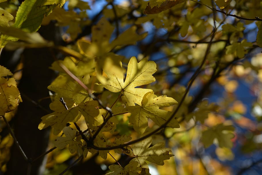 leaves, tree, leaf, autumn, colored, fall leaves, nature, colorful HD wallpaper
