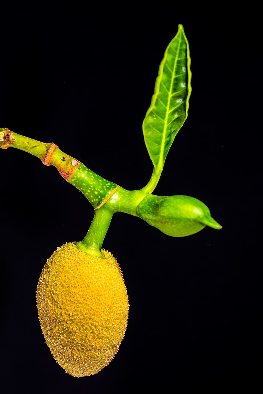 Jack, Young, Jackfruit, Jack Fruit, young jackfruit, tropical HD wallpaper