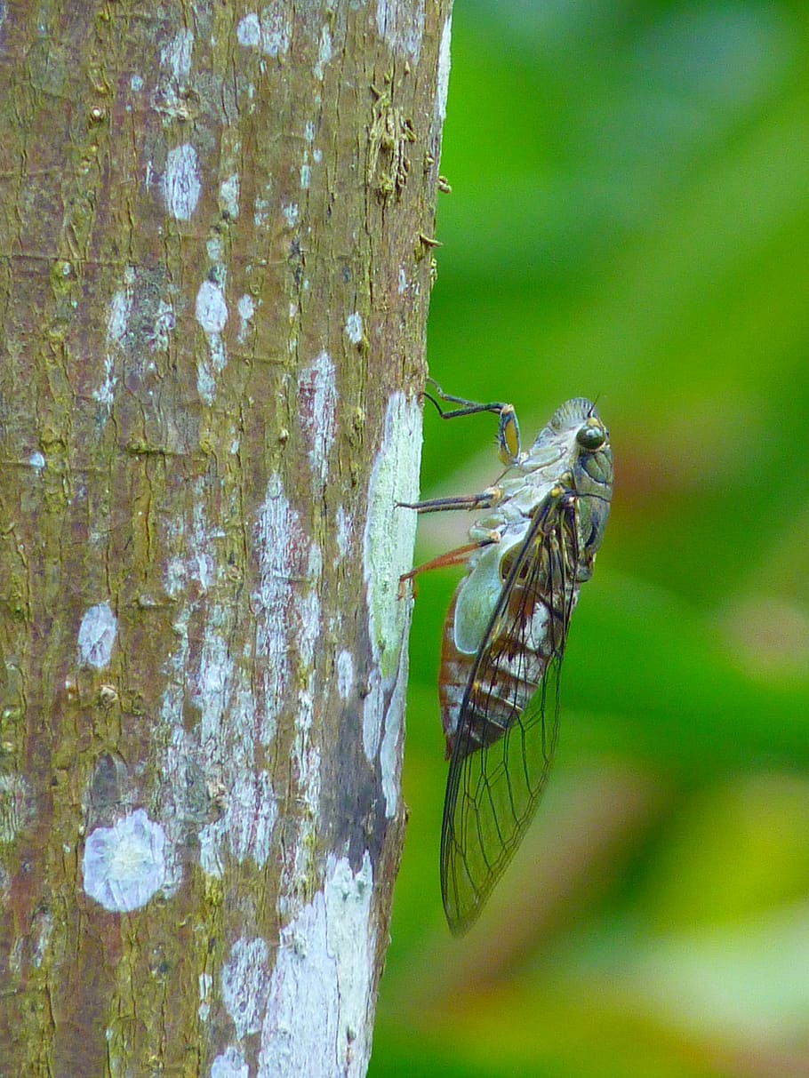 Cicada, Insect, Animal, Fly, one animal, animal themes, animals in the wild HD wallpaper