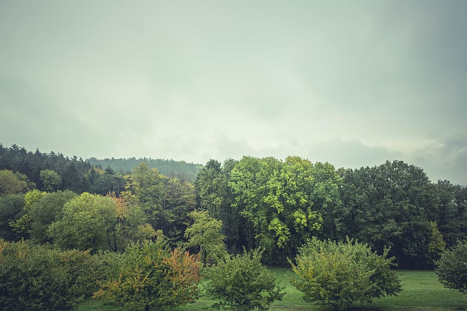 green leafed trees under white clouds, nature, landscape, forests HD wallpaper