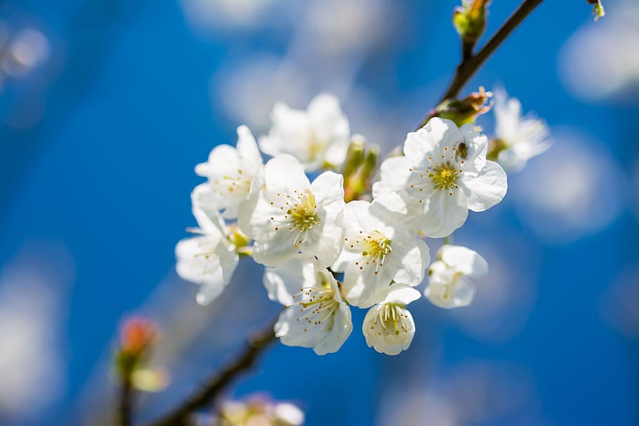 selective focus photography of white flower in bloom, Cherry, Spring HD wallpaper