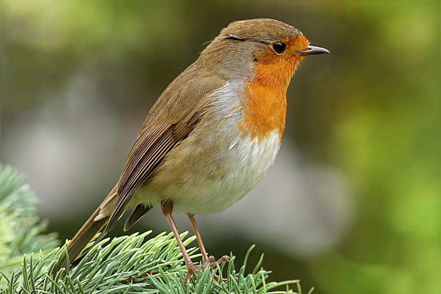selective focus photo of brown and orange bird, robin, erithacus rubecula HD wallpaper
