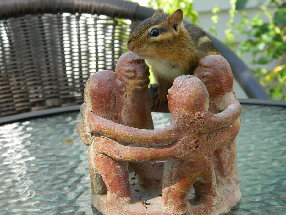 Chipmunk, Friends, Posing, Striped, rodents, table, searching for food HD wallpaper