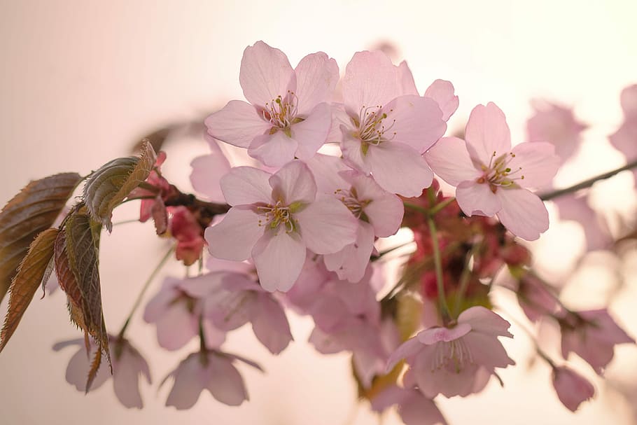 nature, cherry tree, inflorescence, pink, flower, flowering plant HD wallpaper