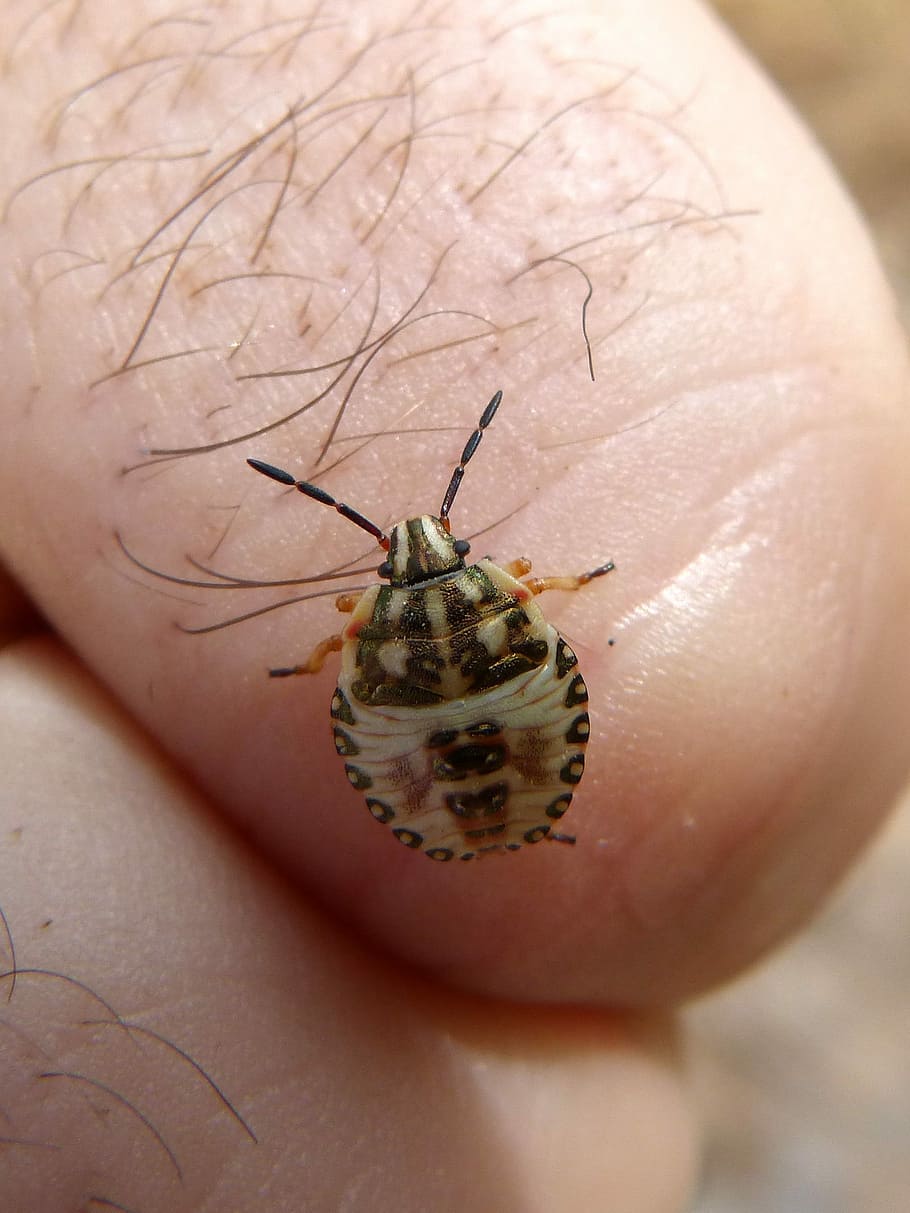 bug, finger, detail, tiny, human body part, animal wildlife HD wallpaper