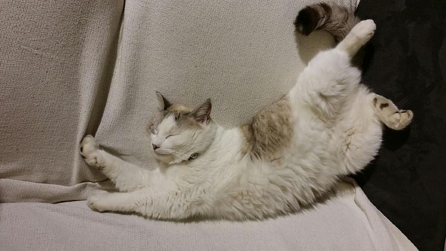 cat, big, sleep, elongate, animals, feline, domestic animal HD wallpaper