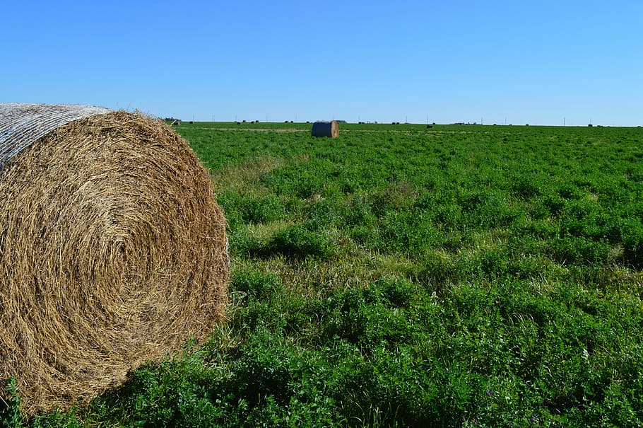 hay bale, haystack, nature, prairie, harvest, straw, rural HD wallpaper