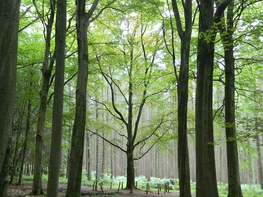 forest, nature, trees, landscape, green, trunk, allee, tree trunk HD wallpaper