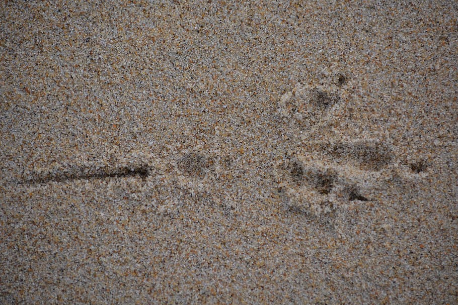 print, sand, bird seed, backgrounds, pattern, full frame, no people HD wallpaper