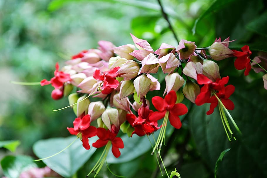 red flowers, blossom, blossoms, nature, wild, plant, sri lanka