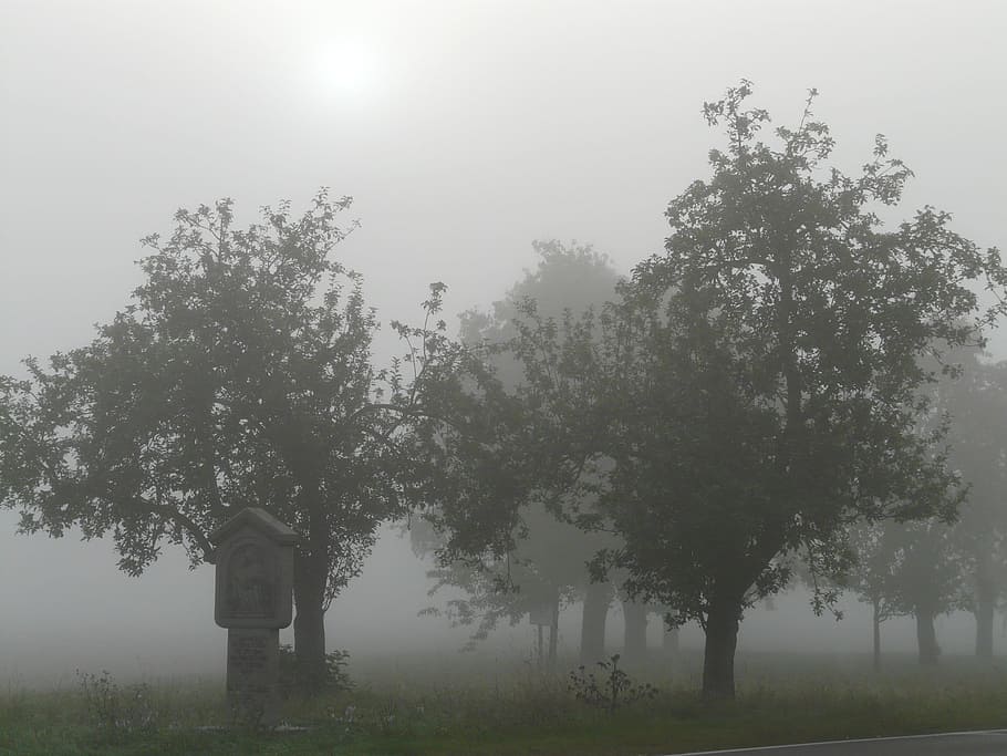 tree covered with fog, Apple Trees, Mood, morning light, morgenstimmung HD wallpaper