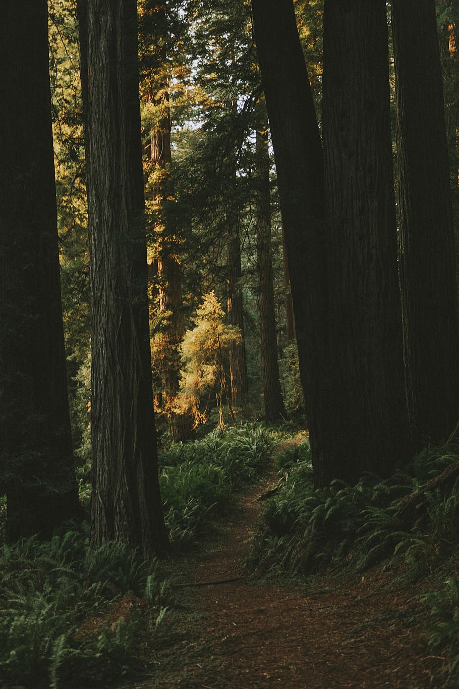 landscape photography of forest, pathway between trees, forrest HD wallpaper
