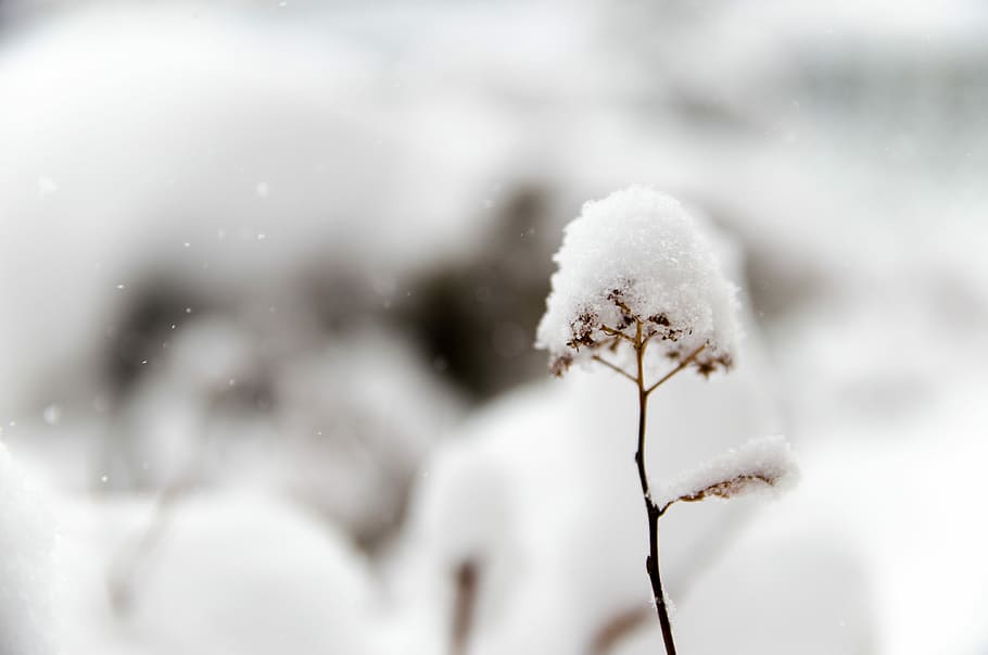 closeup photo of flower covered in snow, snow covered flower in close-up photography