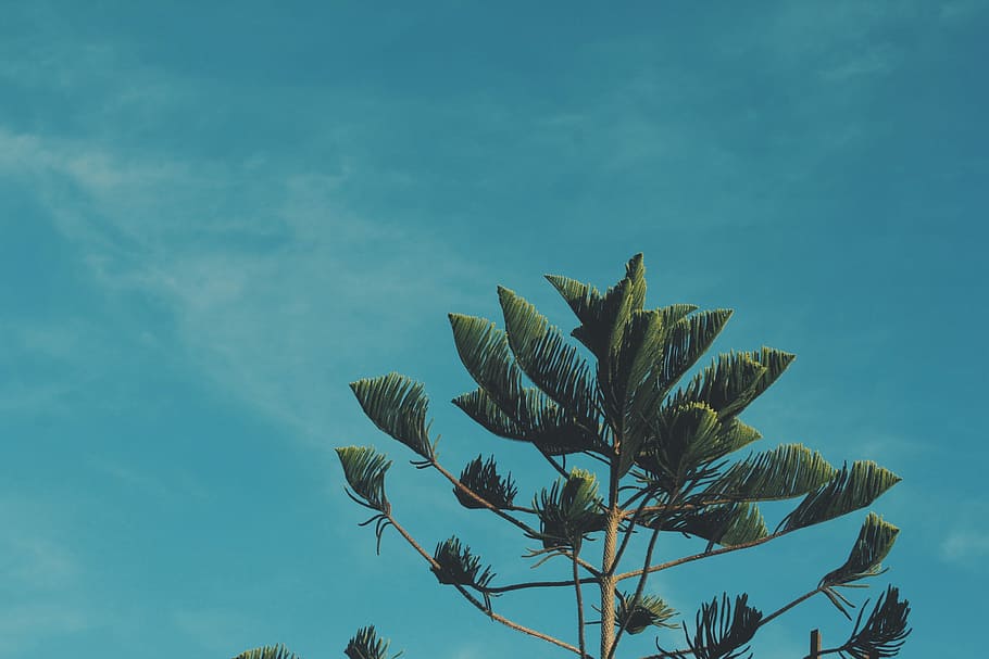 green leafed tree under blue sky, green leafed tree, palm tree HD wallpaper