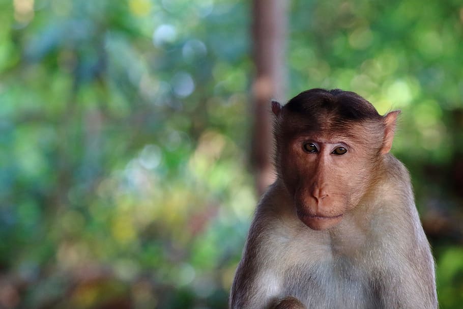 monkey, stare, nature, face, portrait, looking, young, mammal HD wallpaper