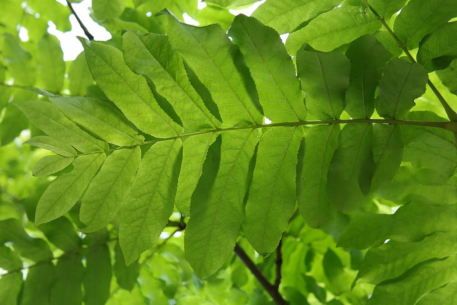leaf, green, leaf fronds, back light, leaf ribs, pterocarya fraxinifolia HD wallpaper