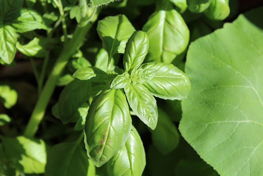 basil, nature, green, plant part, leaf, green color, growth HD wallpaper
