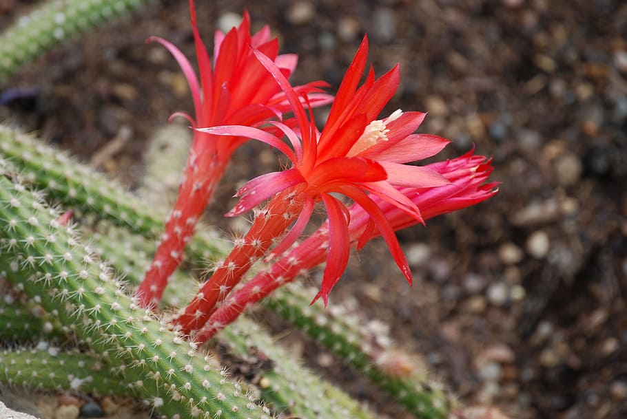 cactus, cactaceae, disocactus martianus, desert flower, spiky, HD wallpaper