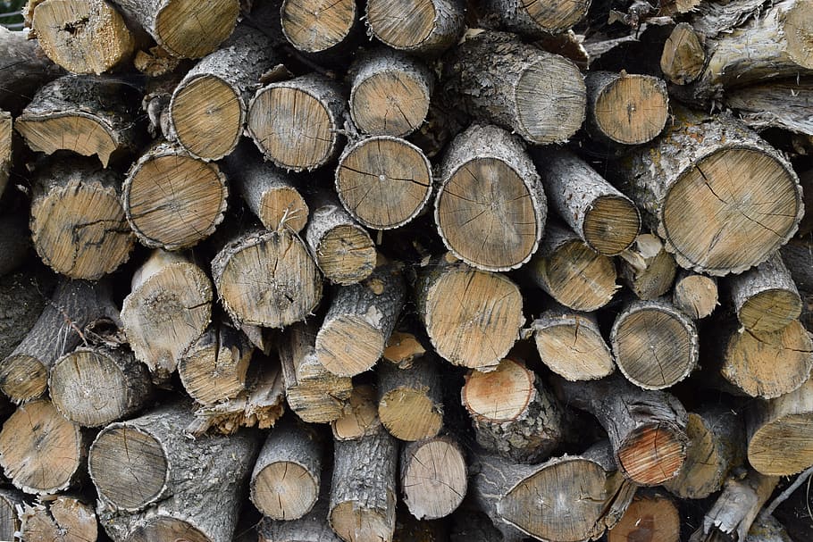 summer, nature, trees, forest, tree trunks, timber, log, wood HD wallpaper