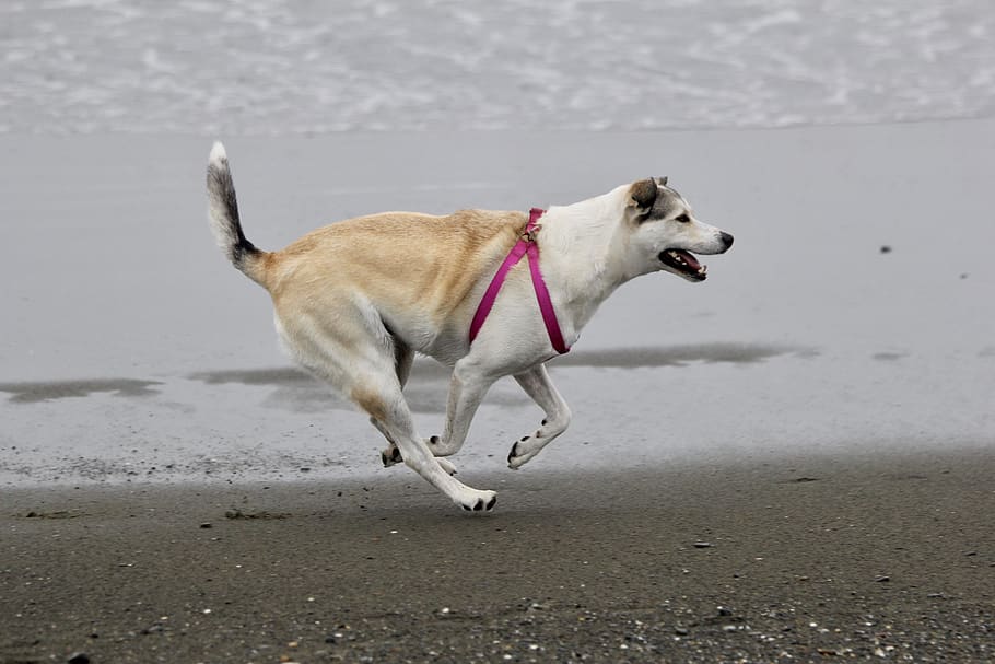 dog, beach, running, pets, one animal, canine, domestic, domestic animals HD wallpaper