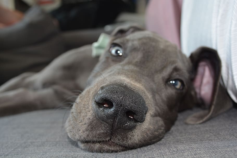 lying adult blue weimaraner on floor, Dog, Puppy, Nose, Cute, HD wallpaper